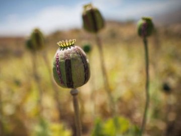 Поліцейські «на гарячому» спіймали волинянина,  який робив наркотики з маку