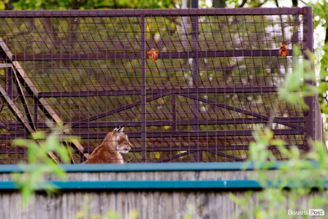До Винника – навіть на милицях. ФОТОРЕПОРТАЖ із грандіозного концерту у Луцьку