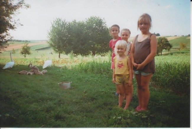 У двір до волинян зненацька прийшло 7 лебедів