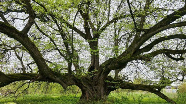 Унікальне дерево стало пам’яткою в Луцькій громаді