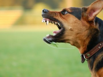 На Волині 10-річного хлопчика біля школи покусав пес: дитина прийматиме уколи від сказу