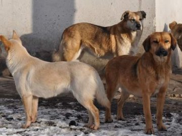 За знущання над тваринами у мешканця Волині конфіскують 25 собак