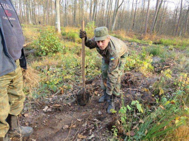 У Цуманській пущі висадили тисячі дубів. ФОТО