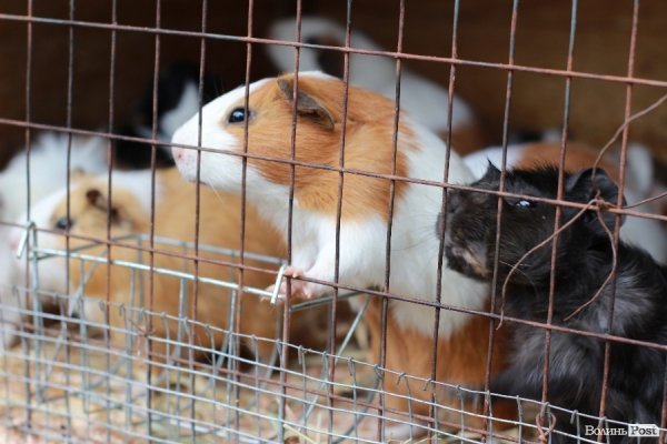 У Луцьку відкрили оновлений зоопарк. ФОТО 
