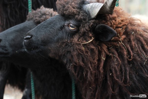 У Луцьку відкрили оновлений зоопарк. ФОТО 