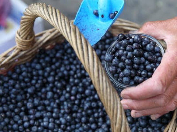 Волинянку оштрафували за купівлю чорниці у місцевих жителів