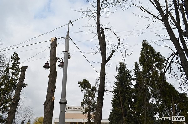 У центрі Луцька різали дерева. ФОТО