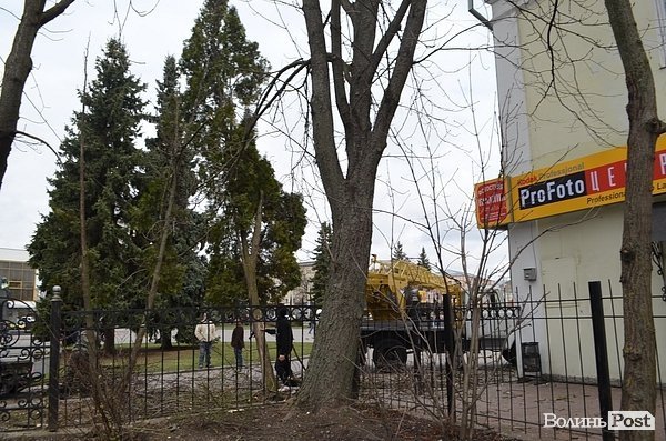 У центрі Луцька різали дерева. ФОТО