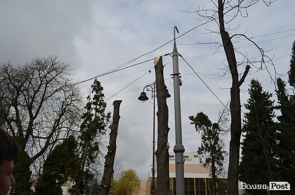 У центрі Луцька різали дерева. ФОТО