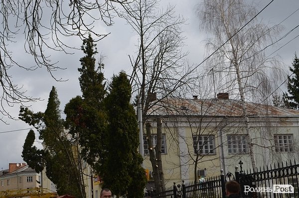 У центрі Луцька різали дерева. ФОТО