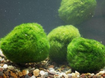 Світязь може стати болотом через розкрадання унікальних водоростей. ВІДЕО