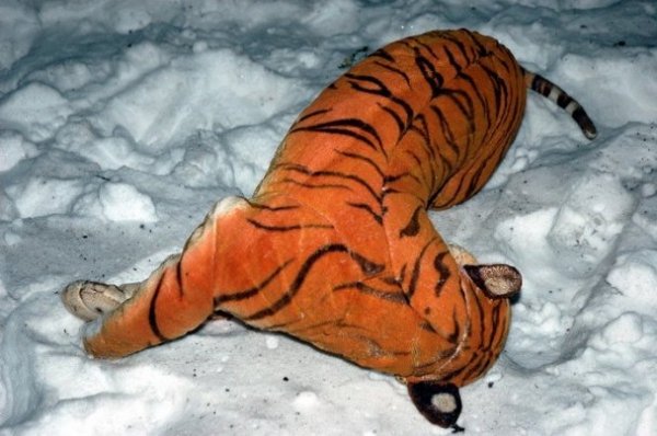 Як горів будинок у Харкові. ФОТО 