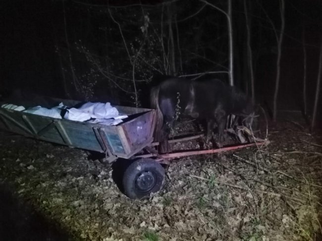 Троє волинян хотіли провезти в Білорусь на підводах 800 кілограмів сала