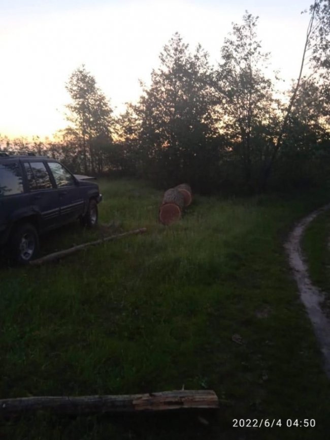 Волинянин незаконно зрубав дуби на території лісового заказника. ФОТО