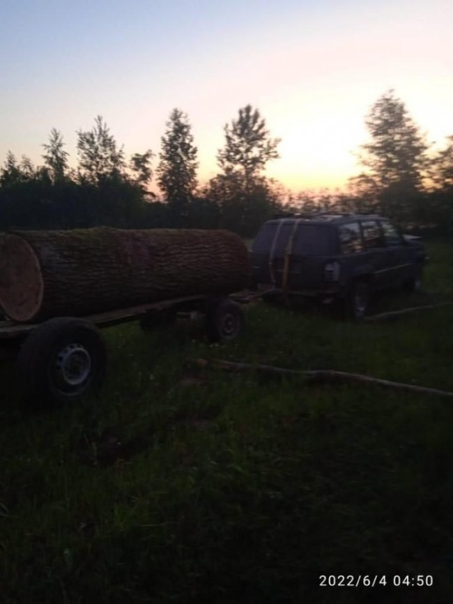 Волинянин незаконно зрубав дуби на території лісового заказника. ФОТО