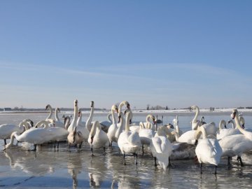 Волиняни рятують від голоду лебедів. ФОТО