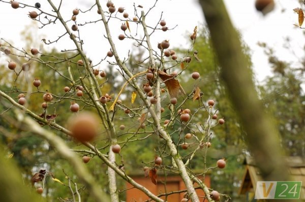 Луцький фотограф показав красу осені в музеї-скансені