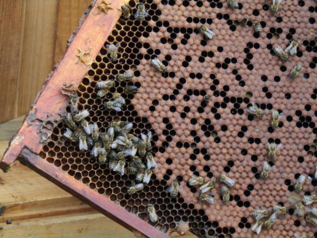 Волинський священик похвалився своєю пасікою. ФОТО