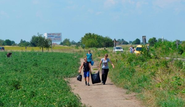 Під Луцьком помідори продають просто з поля. ФОТО