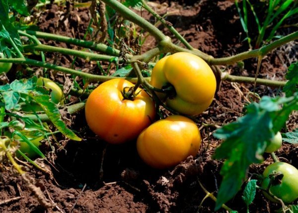 Під Луцьком помідори продають просто з поля. ФОТО