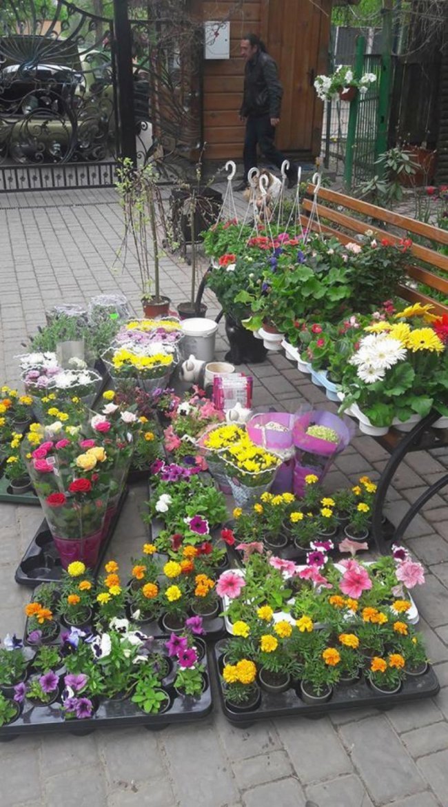 Луцький зоопарк перетворюють на квітучий сад