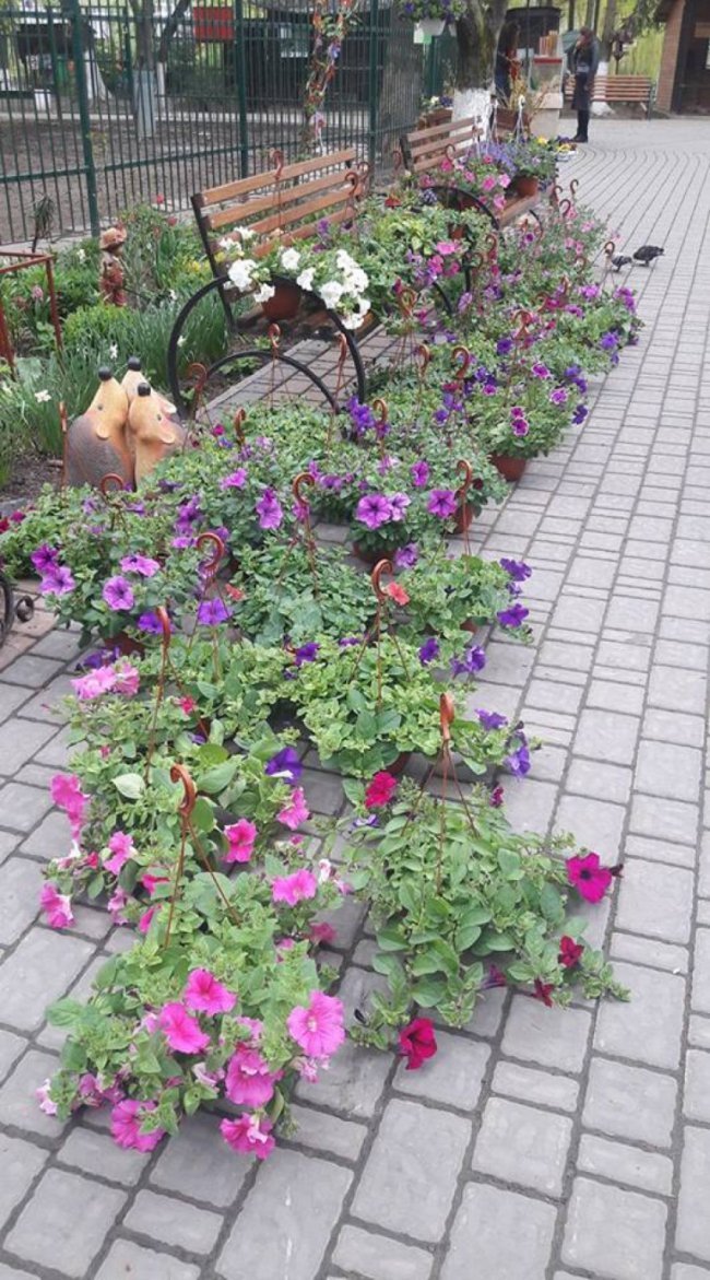 Луцький зоопарк перетворюють на квітучий сад