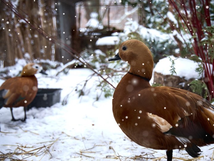 У Луцькому зоопарку проживає 2700 тварин