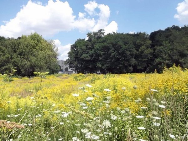 Нововолинський парк перетворився на хащі. ФОТО