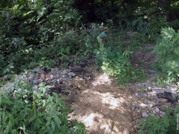 Нововолинський парк перетворився на хащі. ФОТО