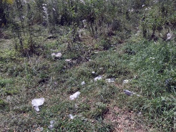 Нововолинський парк перетворився на хащі. ФОТО