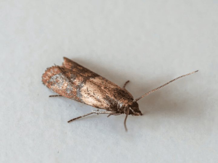 Міль у шафі: ТОП натуральних і простих лайфгаків, як вивести шкідника назавжди