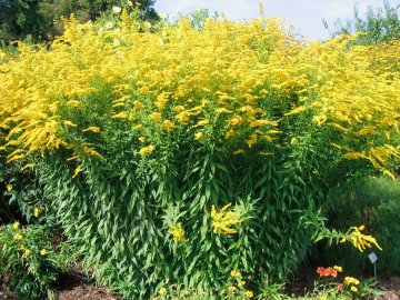 Не поступається амброзії і борщівнику: волинян попереджають про небезпечну рослину