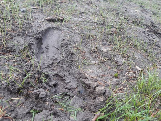 У Рожищі діти-хулігани понівечили газон. ФОТО