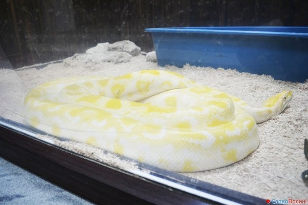 У Луцьку ‒ виставка мавп. ФОТО. ВІДЕО