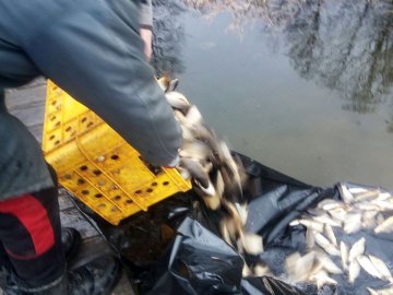 У водойми Волині випустили понад 2 тонни риби. ФОТО
