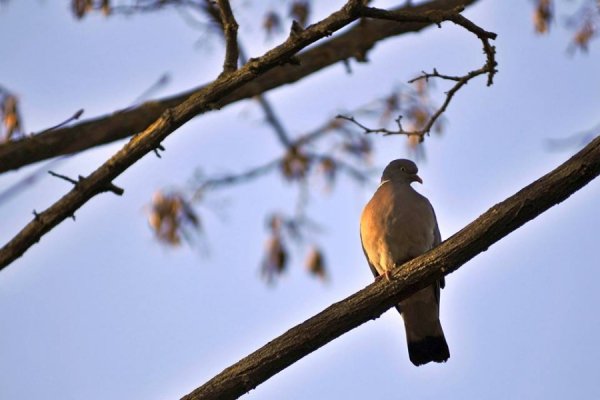Луцьк цвіте та пахне. ФОТО
