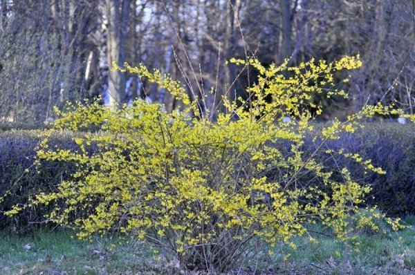 Луцьк цвіте та пахне. ФОТО