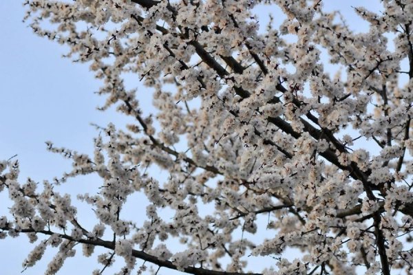 Луцьк цвіте та пахне. ФОТО