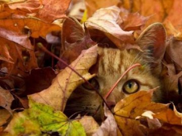 Погода у Луцьку на завтра, 11 жовтня