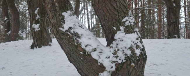 Кривий ліс, який розташований поблизу селища Колки, хочуть зробити туристичною принадою