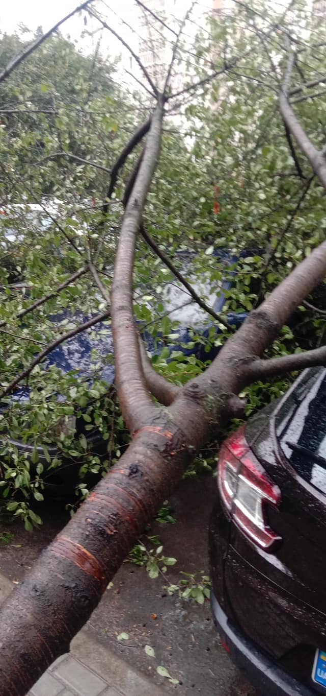 У Луцьку через негоду дерево впало на припарковану автівку