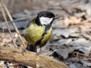 Фотограф «упіймав» прудких пернатих у луцькому парку