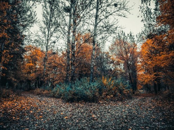 Луцькі парки восени. ФОТО