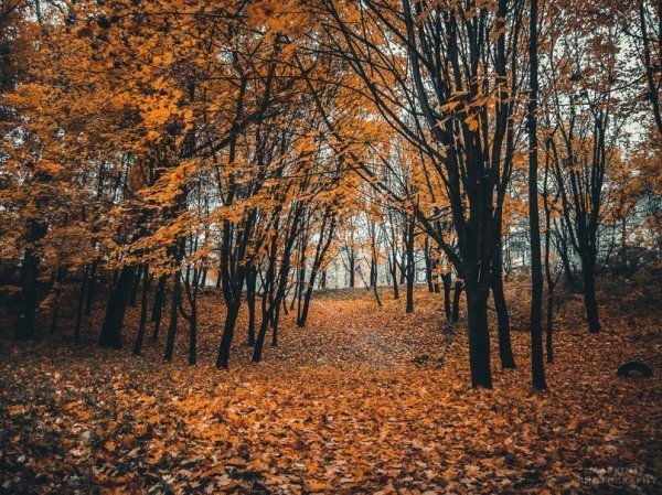 Луцькі парки восени. ФОТО