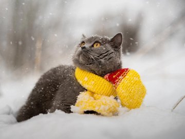 Погода у Луцьку та Волинській області на завтра, 28 листопада