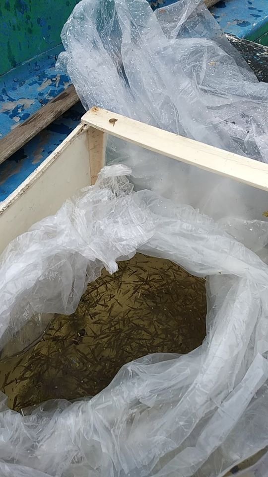 Рибалки-любителі зарибнили Хрінницьке водосховище. ФОТО