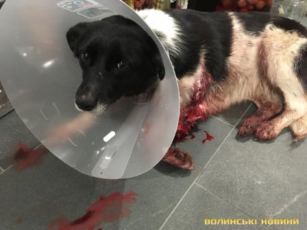 Біля Луцька невідомі на джипі розстріляли сплячого собаку. ФОТО. ВІДЕО