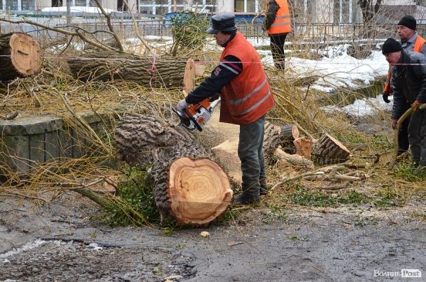 У луцькому «парку Горького» зрізують найстаріші дерева. ФОТО
