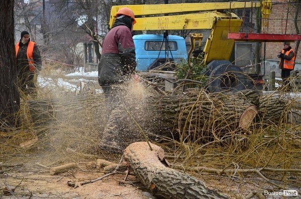 У луцькому «парку Горького» зрізують найстаріші дерева. ФОТО