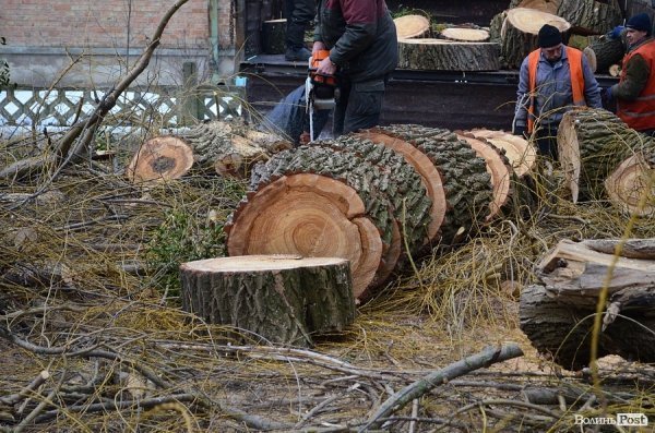 У луцькому «парку Горького» зрізують найстаріші дерева. ФОТО